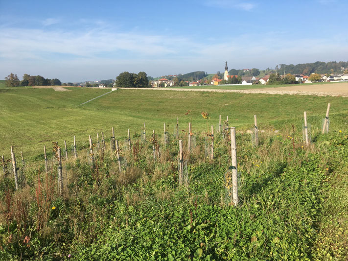 Rückhaltebecken Mettmach Süd